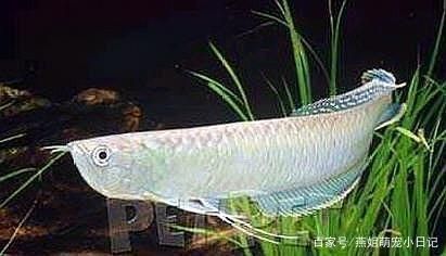 龍魚(yú)總是蒙眼是什么原因：龍魚(yú)蒙眼怎么辦