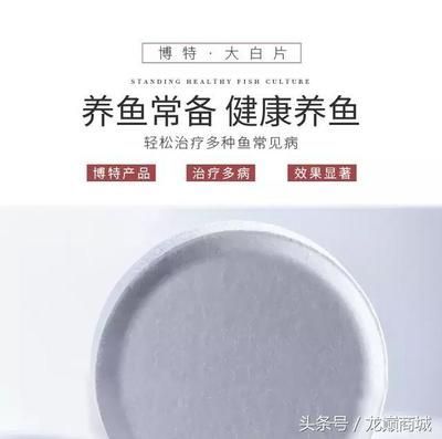 大紅龍魚為什么這么貴：大白片使用前需要了解其使用方法和注意事項(xiàng)和注意事項(xiàng)