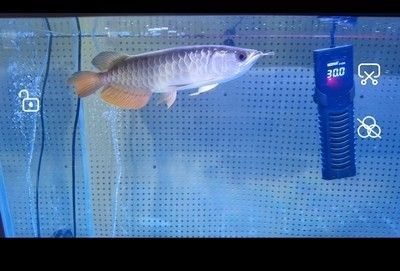 龍魚水霉治療多少天可以降底溫度：龍魚水霉的治療方法 龍魚百科