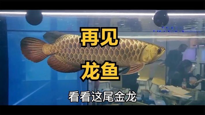 龍魚寓意的優(yōu)美句子有哪些三年級：龍魚寓意的優(yōu)美句子 龍魚百科 第2張