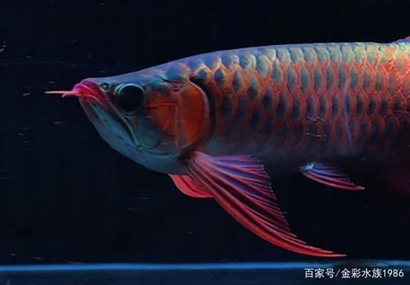 魚龍掛件的含義是什么：魚龍掛件在中華文化中有著豐富的寓意 龍魚百科 第2張