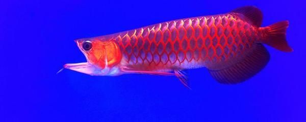 紅龍魚(yú)分過(guò)背嗎：紅龍魚(yú)是否分過(guò)背 龍魚(yú)百科 第2張