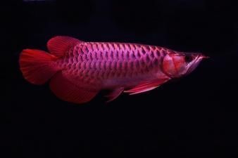 紅龍魚(yú)分過(guò)背嗎：紅龍魚(yú)是否分過(guò)背 龍魚(yú)百科 第3張