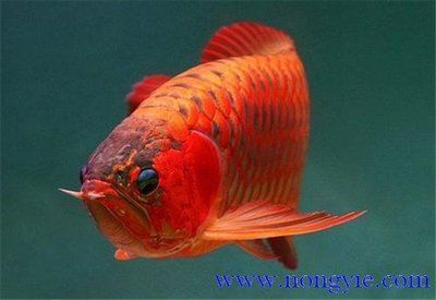 紅龍魚(yú)搭配什么魚(yú)養(yǎng)比較好：和紅龍魚(yú)一起飼養(yǎng)的魚(yú)類