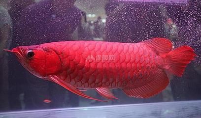 紅龍魚風(fēng)水學(xué)說法：紅龍魚在風(fēng)水學(xué)中具有多種吉祥的意義