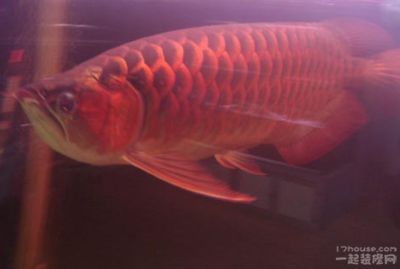 紅龍魚(yú)張嘴快是不是水質(zhì)有問(wèn)題：紅龍魚(yú)張嘴快并不一定意味著水質(zhì)有問(wèn)題