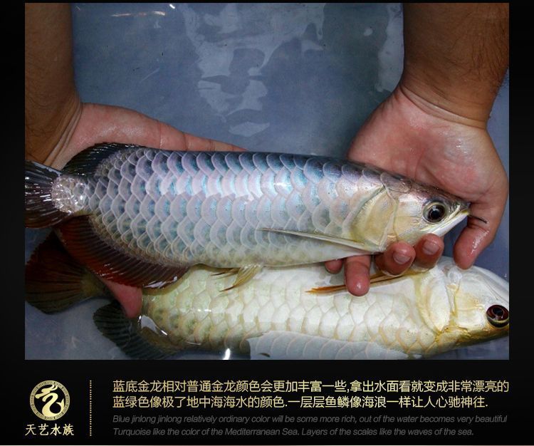 龍魚吃活魚好還是冷凍魚好一點：龍魚喂食活魚和冷凍魚各有優(yōu)缺點