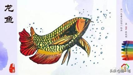 一米的紅龍魚(yú)：一米的紅龍魚(yú)需要一個(gè)足夠大的魚(yú)缸來(lái)提供活動(dòng)空間 龍魚(yú)百科 第2張