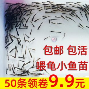 龍魚可不可以吃小魚苗飼料：龍魚可以吃小魚苗飼料嗎， 龍魚百科 第2張