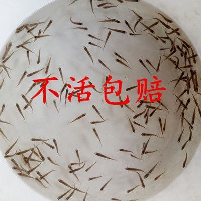 龍魚可不可以吃小魚苗飼料：龍魚可以吃小魚苗飼料嗎， 龍魚百科 第1張