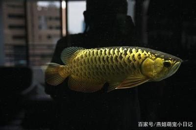 龍魚價格為什么越來越便宜了很多呢：龍魚價格越來越便宜的原因 龍魚百科