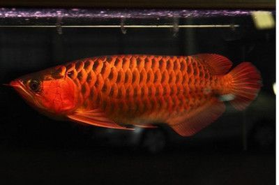 紅龍魚(yú)適應(yīng)的ph值：紅龍魚(yú)適應(yīng)的ph值范圍是6.5至7.5之間 龍魚(yú)百科 第2張