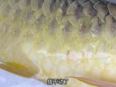 龍魚躺著不動了：龍魚為什么會趴缸？ 龍魚百科