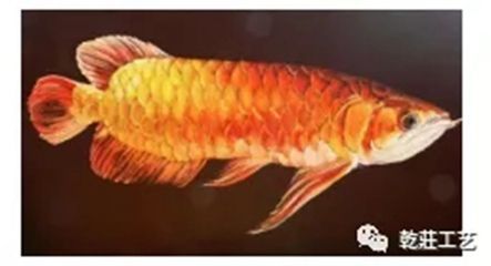 金龍魚(yú)一天吃多少蝦：金龍魚(yú)一天吃多少？ 龍魚(yú)百科 第1張