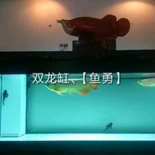 龍魚挪缸幾天喂食一次：龍魚挪缸后的喂食頻率應(yīng)該怎么調(diào)整？ 龍魚百科 第2張