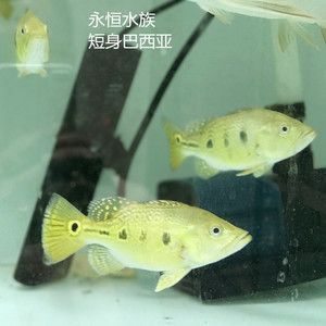 單養(yǎng)龍魚多久換水：大型龍魚在選擇配魚時需要考慮哪些因素