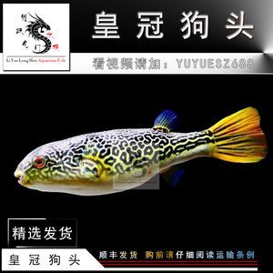 單養(yǎng)龍魚多久換水：大型龍魚在選擇配魚時需要考慮哪些因素