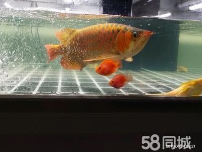 龍魚高端配魚有哪些：幾種適合與龍魚混養(yǎng)的高端配魚