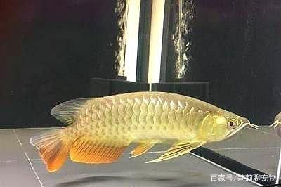 龍魚大白片使用方法和用量：關于龍魚大白片使用方法和用量的詳細介紹 龍魚百科 第2張