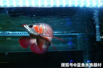 龍魚進缸多久喂食一次：幼年期的龍魚喂食頻率取決于它們的生長階段和個體大小