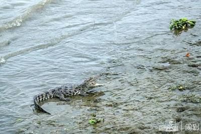 龍魚游來游去是怎么回事兒：龍魚為什么會游來游去？ 龍魚百科