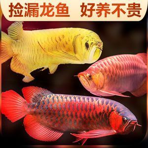 觀賞魚金龍魚好養(yǎng)嗎：新手飼養(yǎng)金龍魚需要注意什么？ 龍魚百科