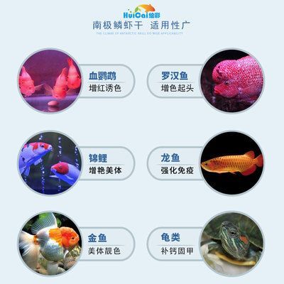 紅龍魚(yú)增色的方法有哪些：紅龍魚(yú)增色的方法