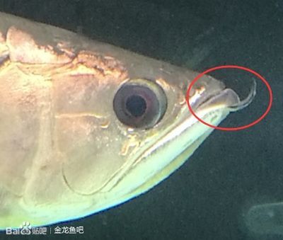 龍魚快速閉合嘴巴發(fā)白什么原因：龍魚快速閉合嘴巴并發(fā)白什么原因 龍魚百科 第3張