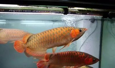 龍魚吃飽了從哪里看的：如何判斷龍魚是否已經(jīng)吃飽 龍魚百科 第3張