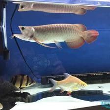 龍魚(yú)和飛鳳魚(yú)犯沖突嗎