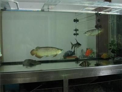 金龍魚(yú)和其他魚(yú)混養(yǎng)怎么喂食：金龍魚(yú)和其他魚(yú)混養(yǎng)怎么喂食金龍魚(yú)和其他魚(yú)混養(yǎng)怎么喂食