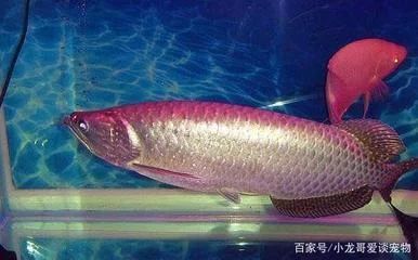 龍魚的外形特征介紹：龍魚是一種古老的原始淡水魚類，是一種古老的原始淡水魚類 龍魚百科 第2張