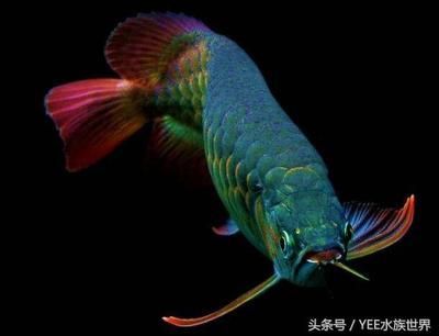 形狀像龍的魚：形狀類似“龍”的魚有哪些？