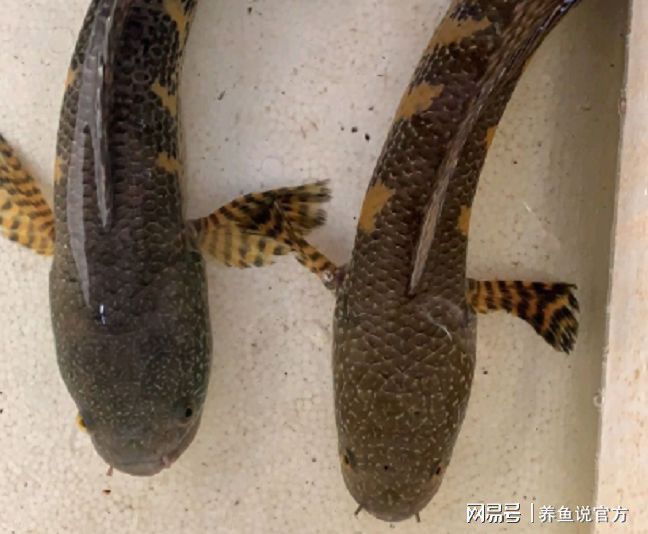 最好的龍魚飼料品牌排行榜：2024年龍魚飼料十大品牌排行榜 龍魚百科 第2張