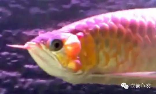 龍魚不吃小魚是不是要全部撈出來養(yǎng)：龍魚不吃小魚可能是由于水質問題或喂食方式不當所致 龍魚百科 第2張