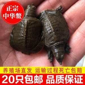 龍魚可以喂甲魚苗嗎：龍魚可以喂甲魚苗嗎，需要注意什么？