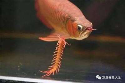 喂龍魚(yú)用什么小魚(yú)最好吃：喂龍魚(yú)用的什么小魚(yú)最好吃 龍魚(yú)百科 第1張