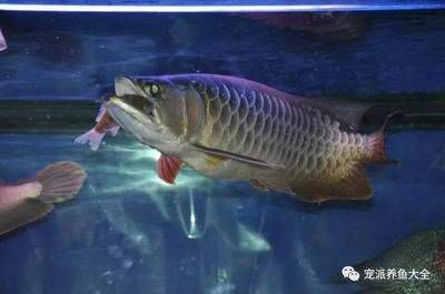 喂龍魚(yú)用什么小魚(yú)最好吃：喂龍魚(yú)用的什么小魚(yú)最好吃 龍魚(yú)百科 第2張