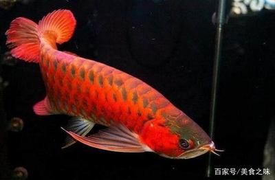 血紅金龍魚1000萬：血紅金龍魚為什么能在市場上賣出1000萬的價(jià)格？