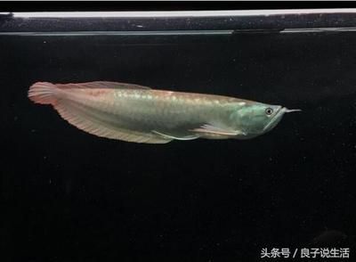 小龍魚可以喂泥鰍嗎怎么喂：小龍魚可以喂泥鰍嗎 龍魚百科 第2張