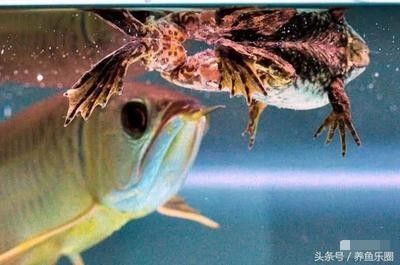 龍魚活食如何消毒殺菌的：龍魚活食常用的幾種消毒殺菌方法 龍魚百科