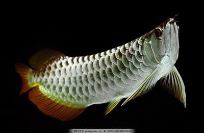 龍魚品相和介紹怎么寫作文的題目：如何寫一篇關(guān)于龍魚的作文