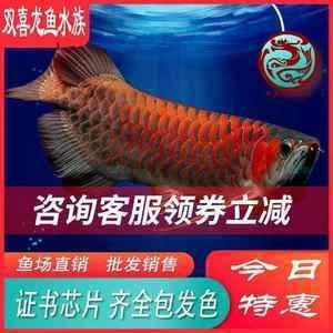 紅龍魚魚苗批發(fā)市場地址在哪里：如何找到紅龍魚魚苗批發(fā)市場