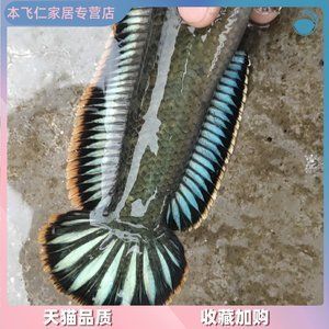 金龍魚上市首日漲幅：金龍魚上市首日漲幅信息無法提供金龍魚上市首日漲幅信息 龍魚百科 第2張