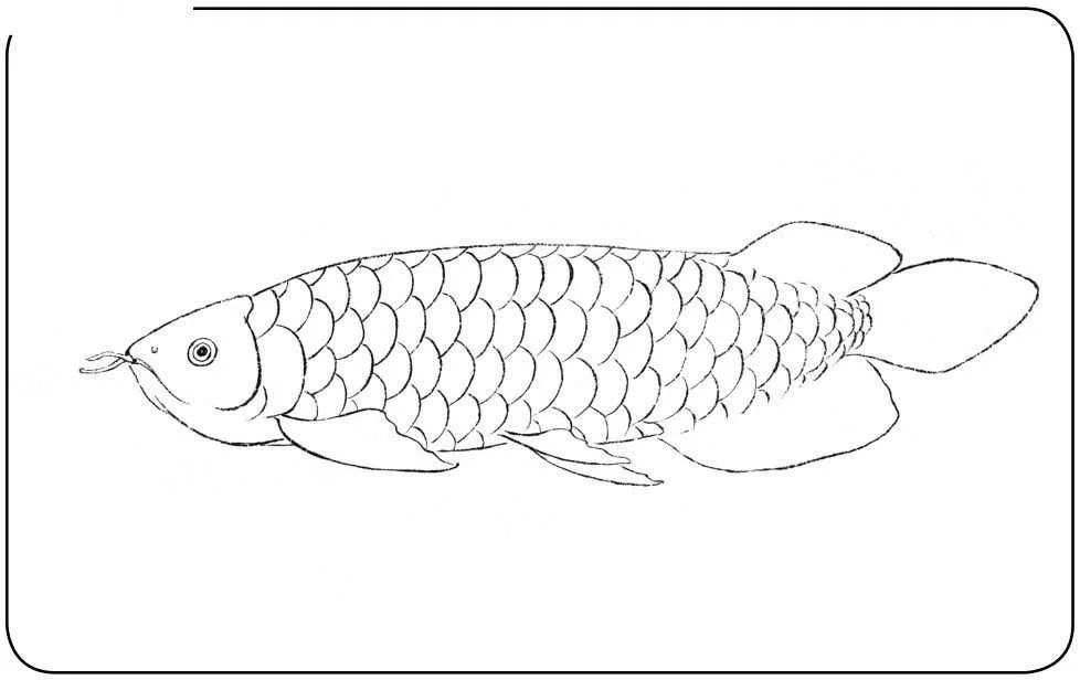 龍魚(yú)的畫(huà)怎樣畫(huà)簡(jiǎn)單又好看：如何畫(huà)出簡(jiǎn)單又好看的龍魚(yú)