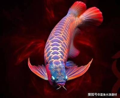 高清龍魚：攝圖網(wǎng)和紅動中國素材網(wǎng)提供了大量的龍魚圖片 龍魚百科