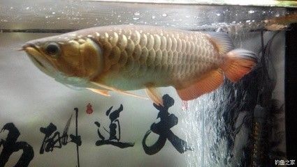 龍魚好不好吃怎么看出來：關(guān)于龍魚的烹飪方法和味道的描述 龍魚百科