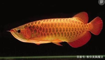 紅眼白子招財龍魚吃什么：紅眼白子招財龍魚喂食時需要注意以下幾點