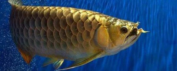 龍魚掉了好多鱗片會死嗎：龍魚掉了好多鱗片會導致死亡嗎取決于鱗片掉落的程度和程度 龍魚百科 第2張