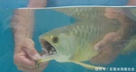 龍魚(yú)狀態(tài)好,不吃食怎么辦呀